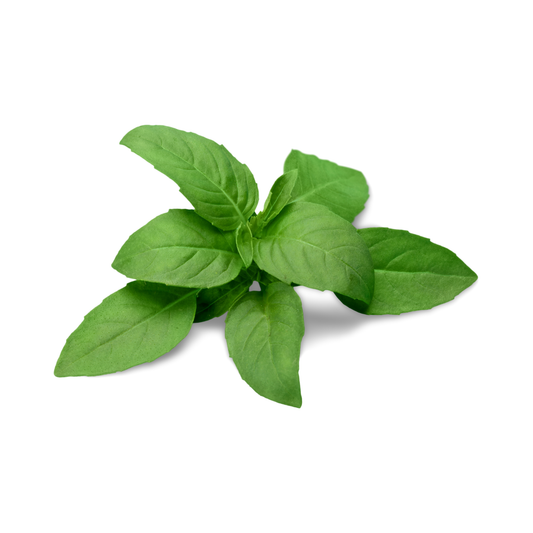 Basil