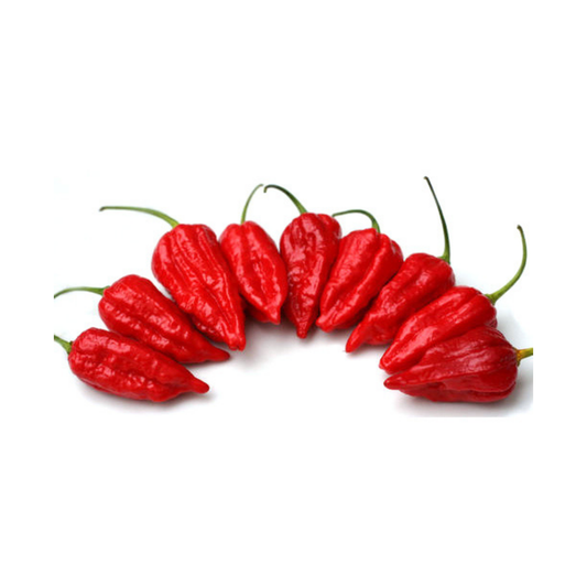 Chilli Exotic