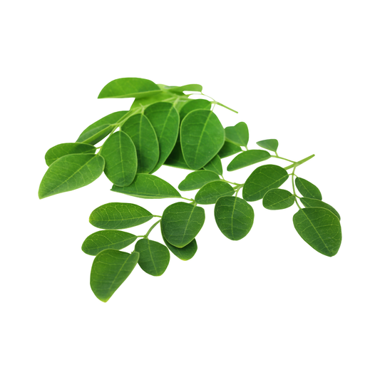 Drumstick (Moringa Leaf)