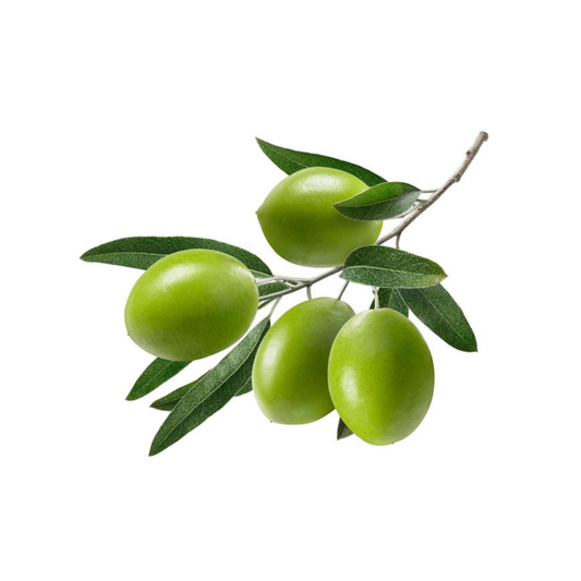 Indian Olive (Jalpai)