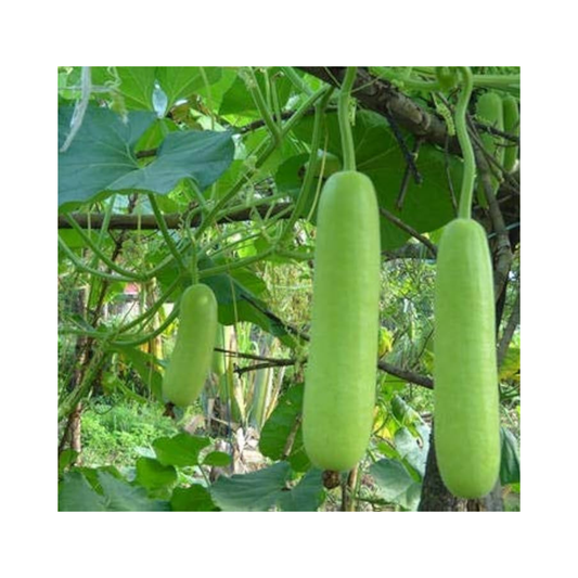 Leafy Bottle Gourd