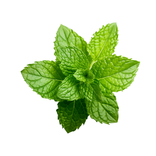 Mint Leaf