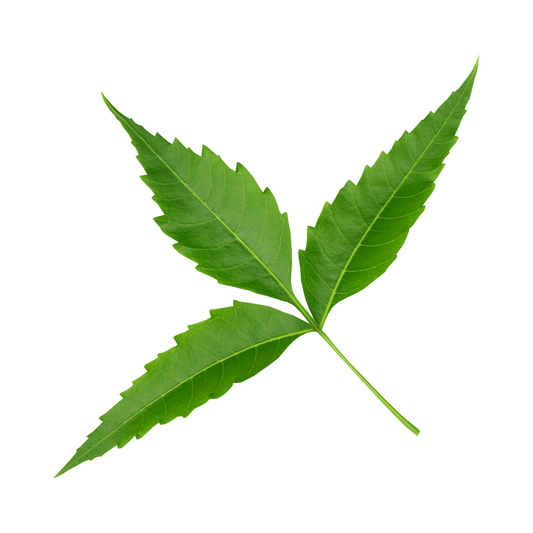 Neem Leaf